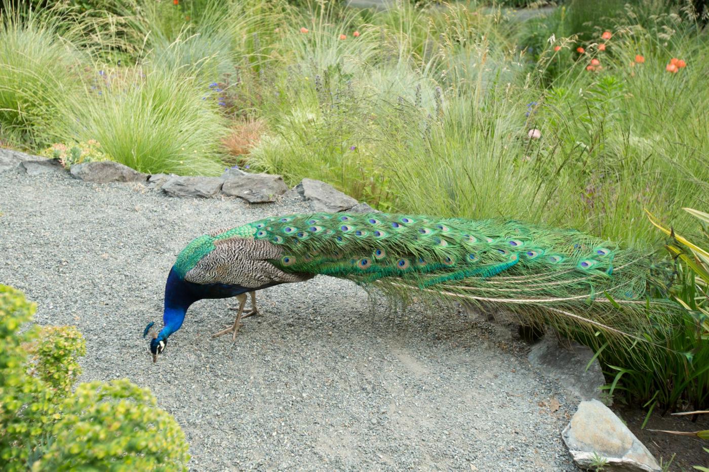 Peacock on path